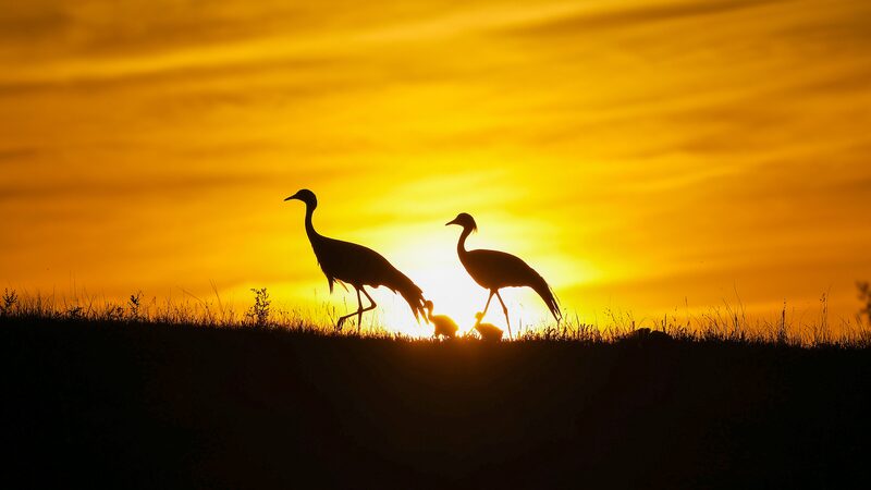 China_Takes_Flight__Ambitious_Plan_to_Protect_Migratory_Birds_by_2030