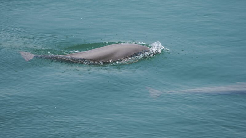 China_Tightens_Yangtze_River_Fishing_Ban_with_New_Guidelines