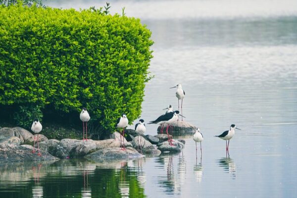China Unveils Eco-Friendly Guidelines for a Greener Future 🌏 China_Unveils_Eco_Friendly_Guidelines_for_a_Greener_Future__