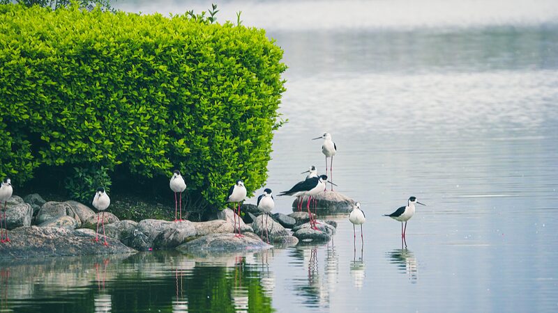 China_Unveils_Eco_Friendly_Guidelines_for_a_Greener_Future__ - News for amigos, by amigos China_Unveils_Eco_Friendly_Guidelines_for_a_Greener_Future__
