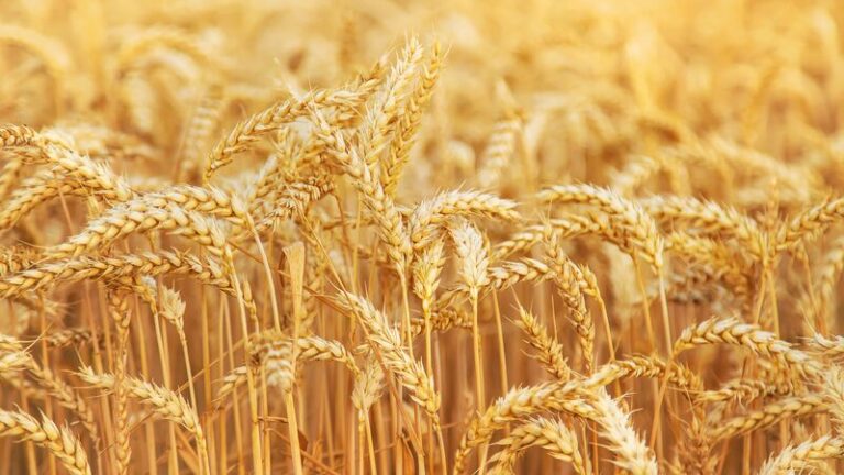 China and Central Asia Team Up in Agriculture, Harvesting Success Through SCO 🌾 China_and_Central_Asia_Team_Up_in_Agriculture__Harvesting_Success_Through_SCO__