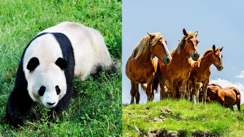 China_and_France_Team_Up_to_Protect_National_Parks_and_Biodiversity_______ - News for amigos, by amigos __China_and_France_Team_Up_to_Protect_National_Parks_and_Biodiversity_______