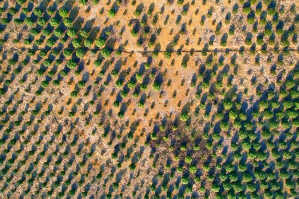 China and Mongolia’s Green Alliance: Battling Desertification Together! 🌱🤝 China_and_Mongolia_s_Green_Alliance__Battling_Desertification_Together____
