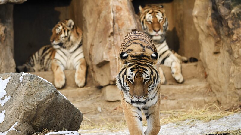 China_and_Russia_Team_Up_to_Save_the_Majestic_Siberian_Tiger__ - News for amigos, by amigos China_and_Russia_Team_Up_to_Save_the_Majestic_Siberian_Tiger__