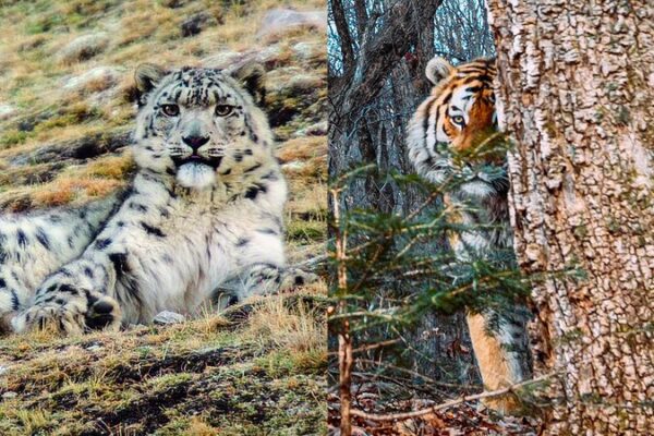 China and Russia’s Wildlife Protection: Spotlight on Sanjiangyuan National Park China_and_Russia_s_Wildlife_Protection__Spotlight_on_Sanjiangyuan_National_Park