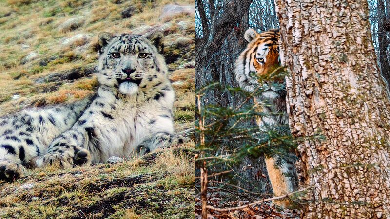 China_and_Russia_s_Wildlife_Protection__Spotlight_on_Sanjiangyuan_National_Park