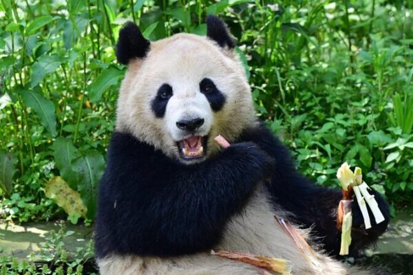 China and U.S. Unite for Panda Conservation in New 10-Year Pact China_and_U_S__Unite_for_Panda_Conservation_in_New_10_Year_Pact