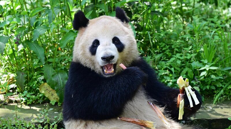 China_and_U_S__Unite_for_Panda_Conservation_in_New_10_Year_Pact - News for amigos, by amigos China_and_U_S__Unite_for_Panda_Conservation_in_New_10_Year_Pact