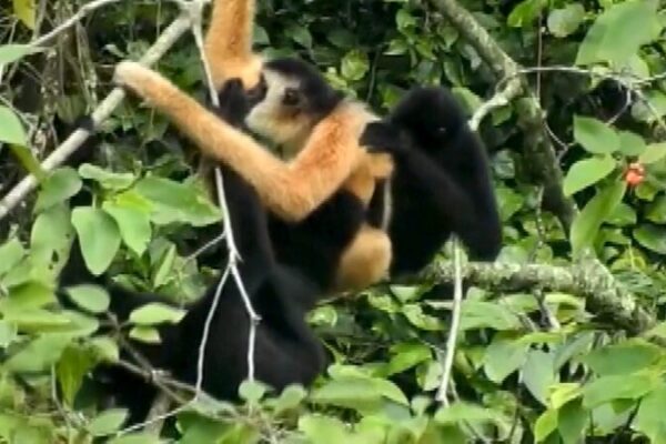 China and Vietnam Team Up to Save Rare Gibbons from Extinction 🌴🐒 China_and_Vietnam_Team_Up_to_Save_Rare_Gibbons_from_Extinction___