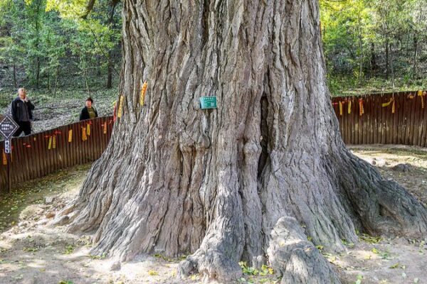 China’s 5 Million Ancient Trees Get a Digital Upgrade 🌳📱 China_s_5_Million_Ancient_Trees_Get_a_Digital_Upgrade___