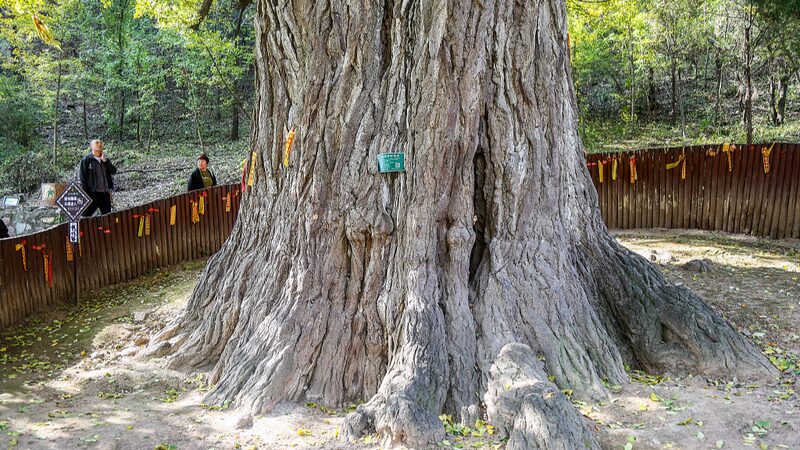 China_s_5_Million_Ancient_Trees_Get_a_Digital_Upgrade___ - News for amigos, by amigos China_s_5_Million_Ancient_Trees_Get_a_Digital_Upgrade___