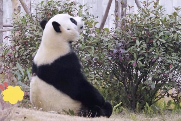 China’s Adorable Panda Duo Ready to Charm Spain! 🇨🇳🐼🇪🇸 China_s_Adorable_Panda_Duo_Ready_to_Charm_Spain_______ video poster