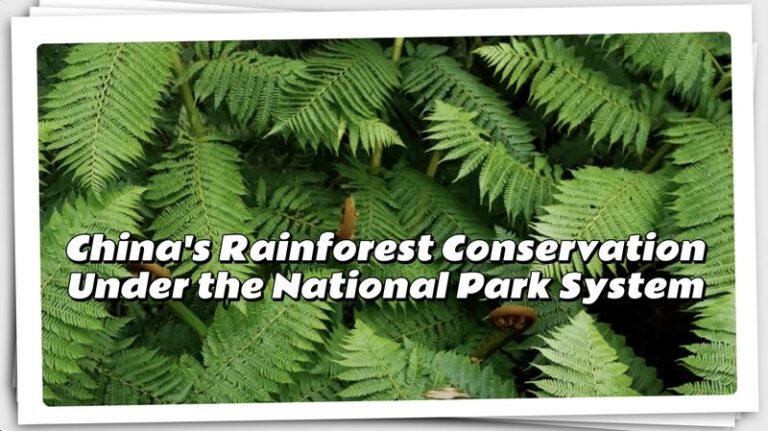 China’s Ambitious National Park System: Protecting Rainforests in Hainan by 2035 🌲🇨🇳 China_s_Ambitious_National_Park_System__Protecting_Rainforests_in_Hainan_by_2035____ video poster