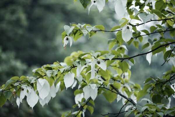 China’s Ancient Dove Trees: Unveiling the ‘Green Panda’ 🌿🕊️ China_s_Ancient_Dove_Trees__Unveiling_the__Green_Panda_____ video poster
