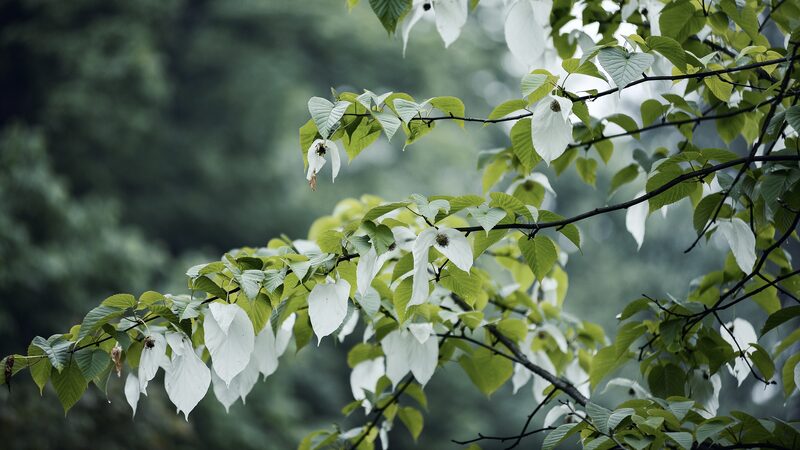China_s_Ancient_Dove_Trees__Unveiling_the__Green_Panda______poster - News for amigos, by amigos China_s_Ancient_Dove_Trees__Unveiling_the__Green_Panda_____ video poster