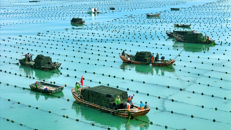 China_s_Big_Dive_into_Deep_Sea_Farming___ - News for amigos, by amigos China_s_Big_Dive_into_Deep_Sea_Farming___