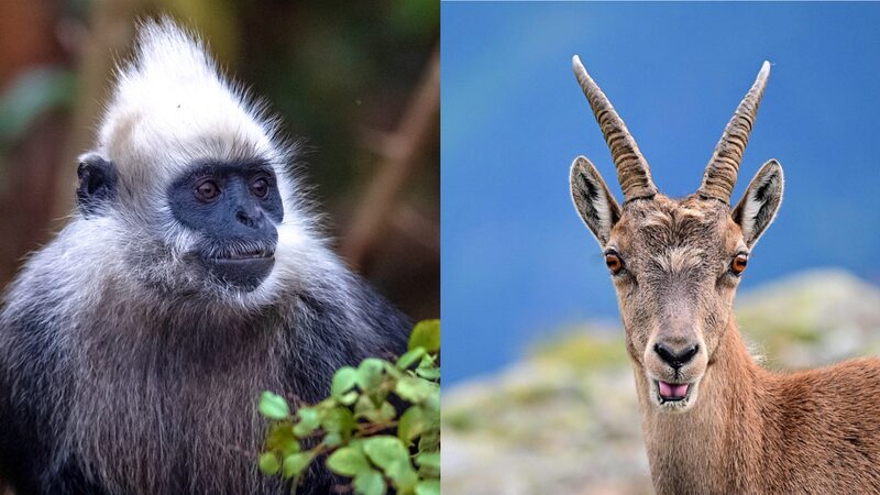 China_s_Biodiversity_Gem__Meet_the_White_Headed_Langur___ - News for amigos, by amigos China_s_Biodiversity_Gem__Meet_the_White_Headed_Langur___
