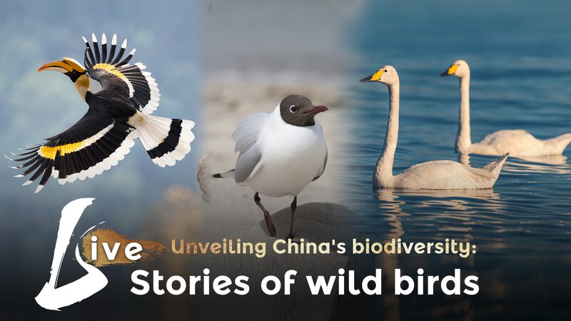 China_s_Bird_Paradise__Swans__Gulls__and_Hornbills_Soar_in_Biodiversity_Haven_poster - News for amigos, by amigos China_s_Bird_Paradise__Swans__Gulls__and_Hornbills_Soar_in_Biodiversity_Haven video poster