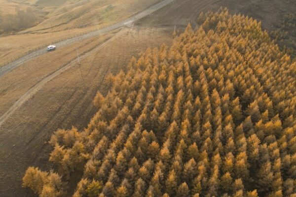 China’s Epic Tree-Planting Quest: Reforesting 2.67 Million Hectares! 🌲🌿 China_s_Epic_Tree_Planting_Quest__Reforesting_2_67_Million_Hectares____
