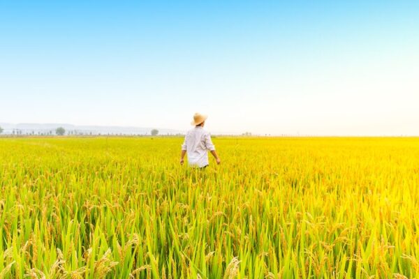China’s Farmland Grows for Third Consecutive Year 🌾 China_s_Farmland_Grows_for_Third_Consecutive_Year__