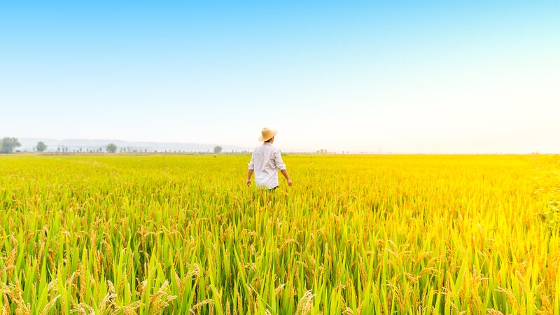 China_s_Farmland_Grows_for_Third_Consecutive_Year__ - News for amigos, by amigos China_s_Farmland_Grows_for_Third_Consecutive_Year__