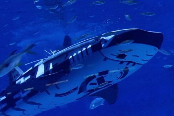 China’s First Robotic Whale Shark Makes a Splash in Marine Tech China_s_First_Robotic_Whale_Shark_Makes_a_Splash_in_Marine_Tech video poster