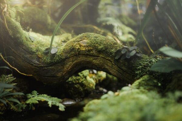 China’s Forest Diversity Revolution: Boosting Carbon Storage Naturally 🌳🌿 China_s_Forest_Diversity_Revolution__Boosting_Carbon_Storage_Naturally___
