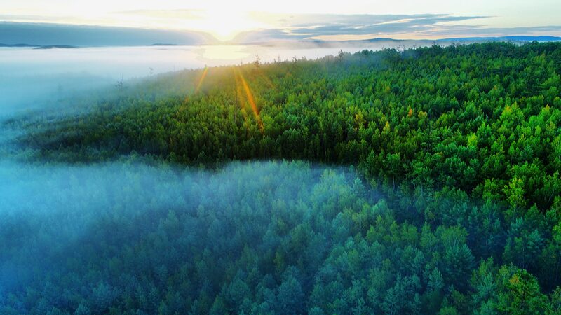 China_s_Forest_Foods_Surge_____226_Million_Tonnes_Feeding_the_World - News for amigos, by amigos China_s_Forest_Foods_Surge_____226_Million_Tonnes_Feeding_the_World