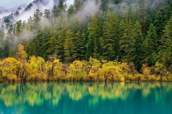 China’s Forests Are the World’s Biggest Carbon Sponge! 🌳🌏 China_s_Forests_Are_the_World_s_Biggest_Carbon_Sponge____