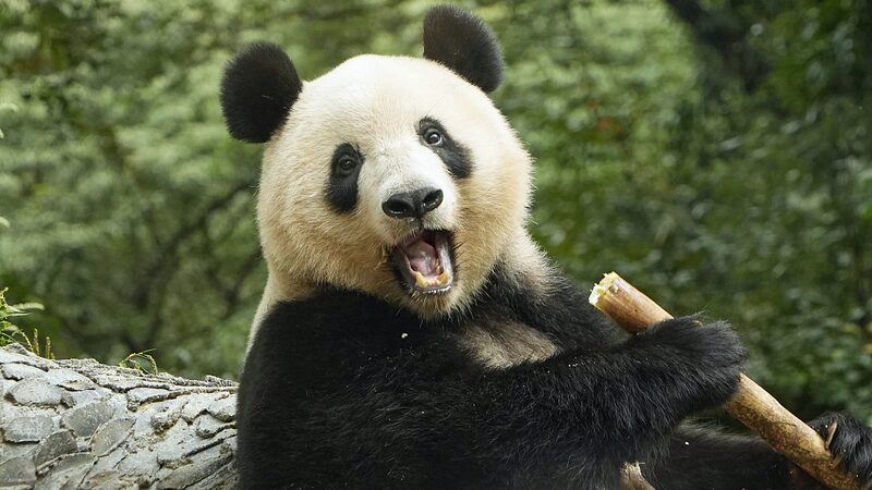 China_s_Giant_Pandas__From_Endangered_to_Adored__ video poster