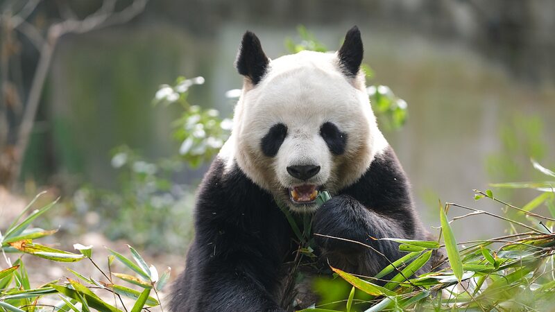 China_s_Giant_Pandas__From_Endangered_to_Stars_of_the_Golden_Panda_Awards___poster - News for amigos, by amigos __China_s_Giant_Pandas__From_Endangered_to_Stars_of_the_Golden_Panda_Awards__ video poster