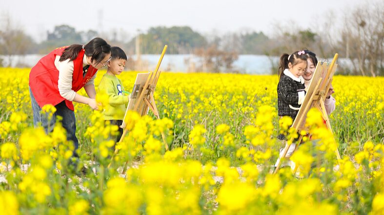 China_s_Golden_Fields__Spring_Comes_Alive_with_Blooming_Rapeseed_Flowers__