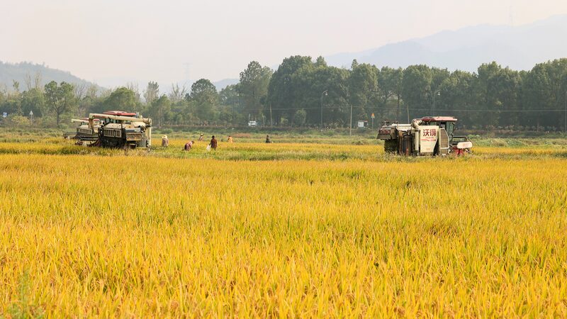 China_s_Grain_Harvest_in_2024_Hits_Record_High_of_706_5_Million_Tonnes___ - News for amigos, by amigos China_s_Grain_Harvest_in_2024_Hits_Record_High_of_706_5_Million_Tonnes___