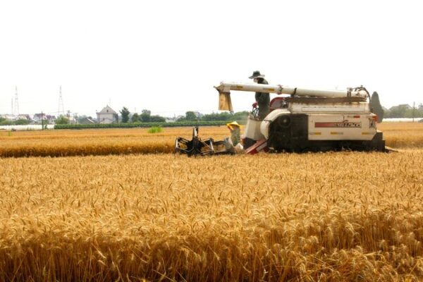 China’s Grain Storage Soars Over 700 Million Tonnes by End of 2023 🌾🙌 China_s_Grain_Storage_Soars_Over_700_Million_Tonnes_by_End_of_2023___