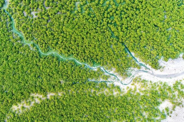China’s Green Leap Forward: Restoring the Land 🌱 China_s_Green_Leap_Forward__Restoring_the_Land__
