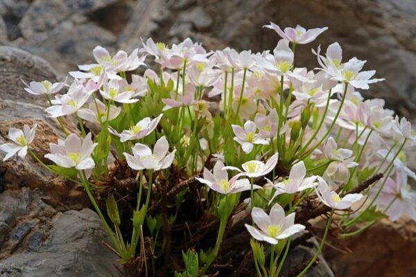 China’s Hidden Guardians: Protecting Rare Plants 🌱 China_s_Hidden_Guardians__Protecting_Rare_Plants__