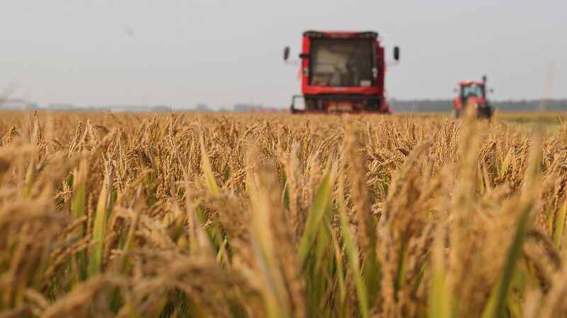 China_s_Major_Provinces_Achieve_Bumper_Grain_Harvest_Despite_Extreme_Weather - News for amigos, by amigos China_s_Major_Provinces_Achieve_Bumper_Grain_Harvest_Despite_Extreme_Weather