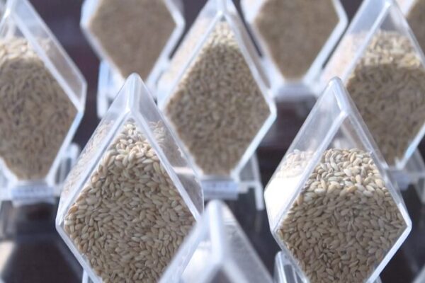 China’s Massive Crop Germplasm Survey Secures Food Future 🌱🍚 China_s_Massive_Crop_Germplasm_Survey_Secures_Food_Future___