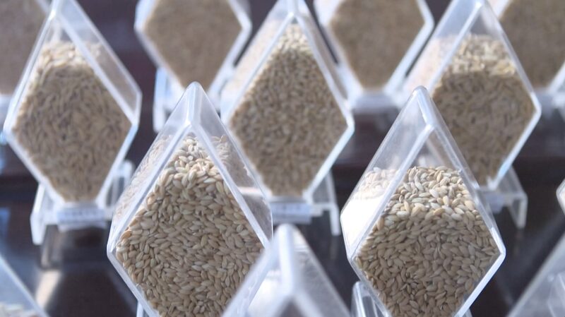 China_s_Massive_Crop_Germplasm_Survey_Secures_Food_Future___ - News for amigos, by amigos China_s_Massive_Crop_Germplasm_Survey_Secures_Food_Future___