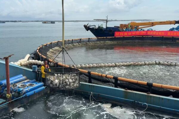 China’s Massive ‘Donut’ Ocean Farms Leading Sustainable Aquaculture Revolution 🌊🐟 China_s_Massive__Donut__Ocean_Farms_Leading_Sustainable_Aquaculture_Revolution___ video poster