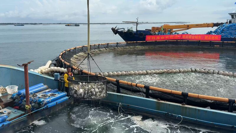 China_s_Massive__Donut__Ocean_Farms_Leading_Sustainable_Aquaculture_Revolution____poster - News for amigos, by amigos China_s_Massive__Donut__Ocean_Farms_Leading_Sustainable_Aquaculture_Revolution___ video poster