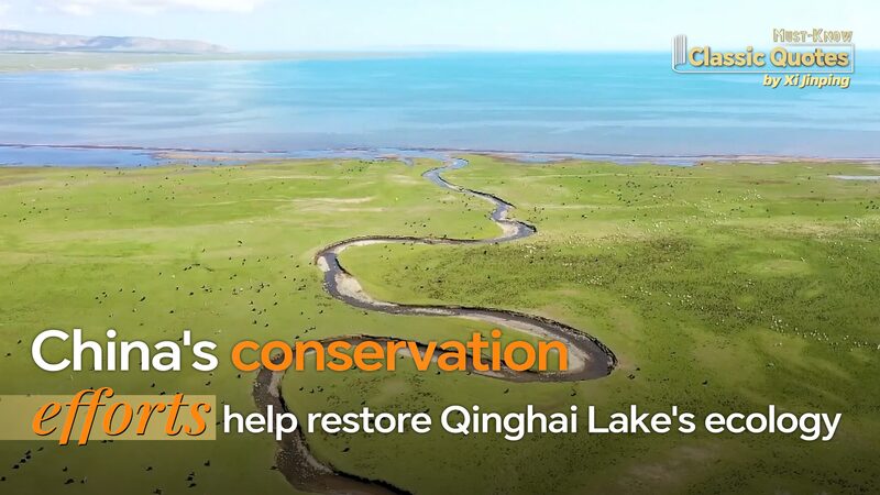 China_s_Naked_Carp_Make_a_Splashy_Comeback_Thanks_to_Nature_Reserves___poster - News for amigos, by amigos China_s_Naked_Carp_Make_a_Splashy_Comeback_Thanks_to_Nature_Reserves__ video poster