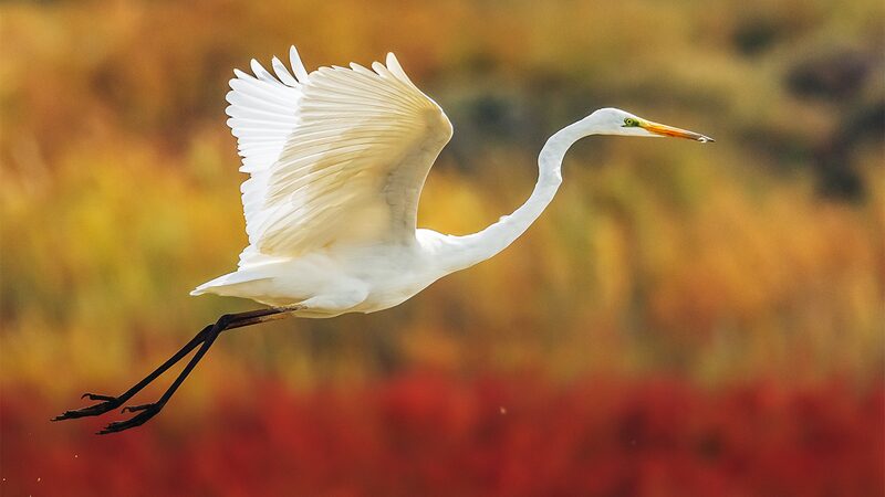 China_s_Nandagang__A_Vital_Oasis_for_Migratory_Birds___ - News for amigos, by amigos China_s_Nandagang__A_Vital_Oasis_for_Migratory_Birds___