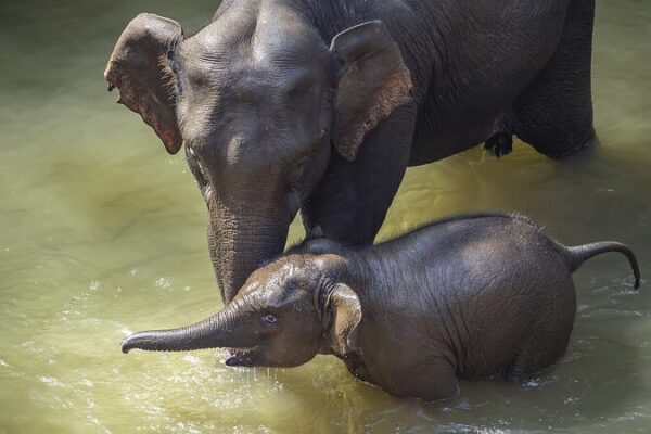 China’s New Elephant Conservation Standards Pave Way for Growing Populations 🐘 China_s_New_Elephant_Conservation_Standards_Pave_Way_for_Growing_Populations__