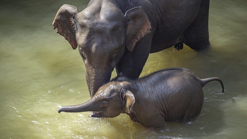 China_s_New_Elephant_Conservation_Standards_Pave_Way_for_Growing_Populations__