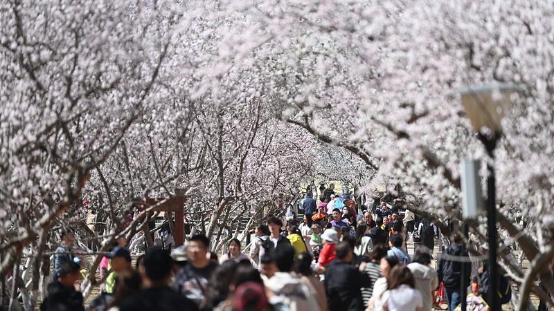China_s_Qingming_Festival_Sees_119_Million_Domestic_Trips___ - News for amigos, by amigos China_s_Qingming_Festival_Sees_119_Million_Domestic_Trips___