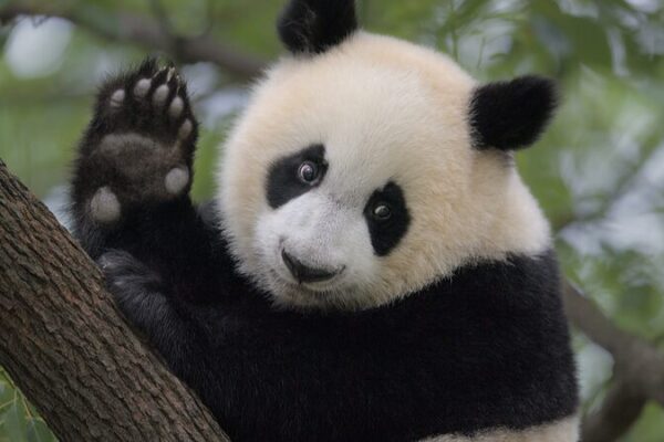 ___China_s_Rare_Wildlife_Makes_a_Comeback_Thanks_to_Biodiversity_Boost_