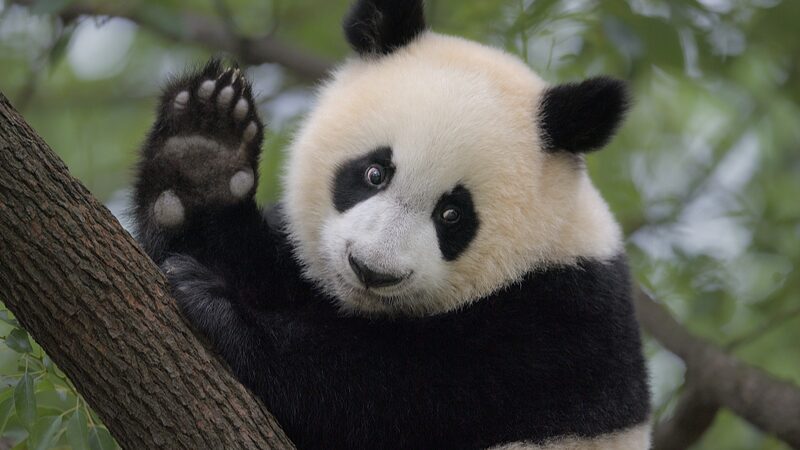 China_s_Rare_Wildlife_Makes_a_Comeback_Thanks_to_Biodiversity_Boost_ - News for amigos, by amigos ___China_s_Rare_Wildlife_Makes_a_Comeback_Thanks_to_Biodiversity_Boost_