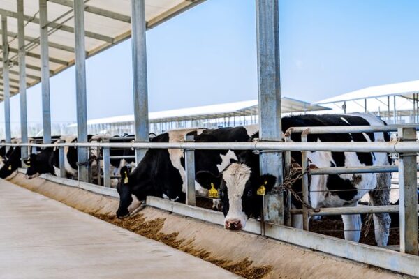 China’s Xizang Launches High-Tech Dairy Cow Haven 🐄🚀 China_s_Xizang_Launches_High_Tech_Dairy_Cow_Haven___