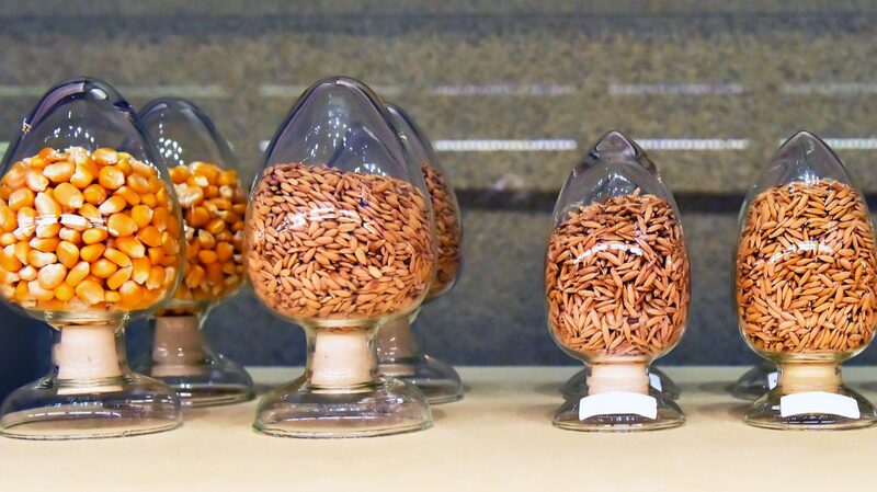 China_s__Noah_s_Ark_____Asia_s_Largest_Seed_Bank_Safeguards_11_000__Plant_Species - News for amigos, by amigos China_s__Noah_s_Ark_____Asia_s_Largest_Seed_Bank_Safeguards_11_000__Plant_Species